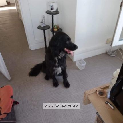 Photo de chien perdu à Paris