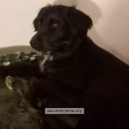 Photo 2/2 Chien retrouvé Perdu à Paris