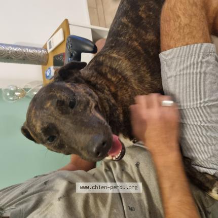 Photo de chien trouvé à Poussan