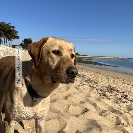Photo de chien perdu à Brie Comte Robert