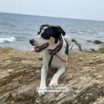 Photo 1/2 Chien retrouvé Perdu à Saint laurent la gatine