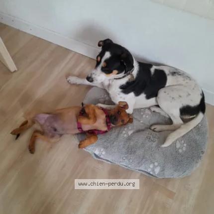 Photo 2/2 Chien retrouvé Perdu à Saint laurent la gatine