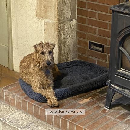 Photo de chien perdu à Saint Baudel