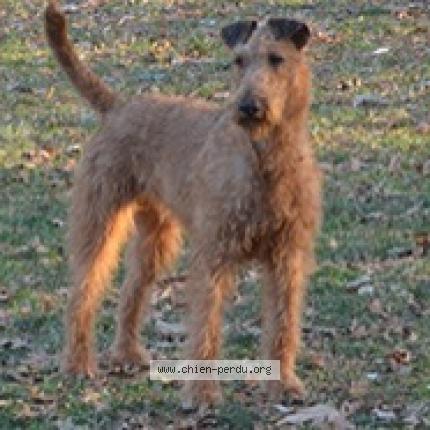 Photo 3/3 Chien retrouvé Perdu à Saint Baudel