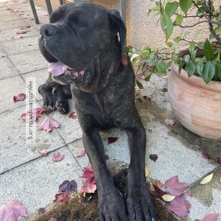 Photo de chien trouvé à Ste Foy Les Lyon