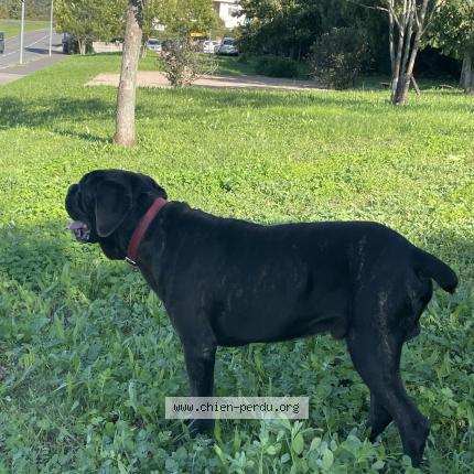 Photo 2/3 Chien retrouvé Trouvé à Ste foy les lyon