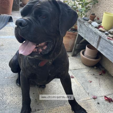 Photo 3/3 Chien retrouvé Trouvé à Ste foy les lyon