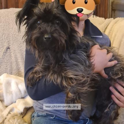 Photo de chien trouvé à Veyrignac