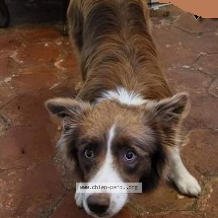 Photo de chien perdu à Grasse