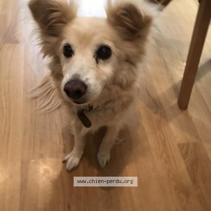 Photo de chien perdu à Strasbourg