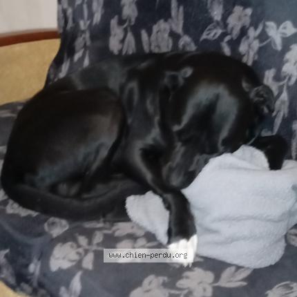 Photo 1/1 Chien retrouvé Perdu à Puisseguin