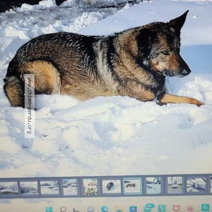 Photo de chien perdu à Pordic