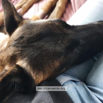 Photo 1/1 Chien retrouvé Perdu à Tremblay en france