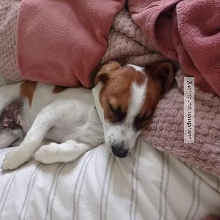 Photo 1/1 Chien retrouvé Perdu à Cersot