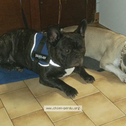 Photo de chien perdu à Monbahus