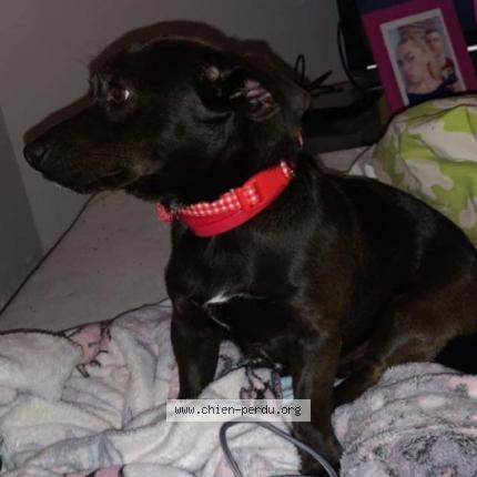 Photo de chien perdu à Lens