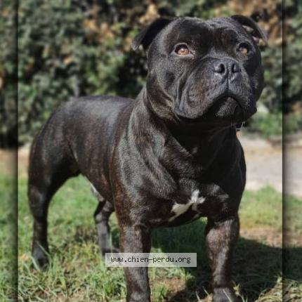 Photo de chien perdu à Corpe