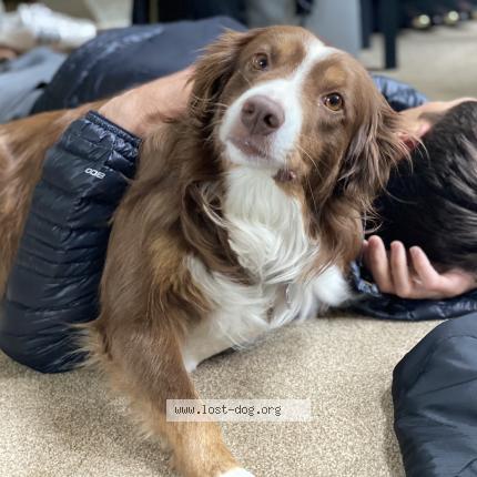 Photo 1/1 Meg Chien perdu à Daleville