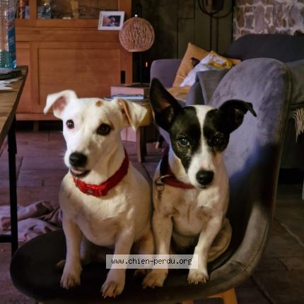 Photo de chien perdu à Clairvaux D Aveyron