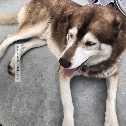 Photo de chien trouvé à Bordeaux