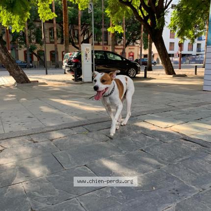 Photo de chien perdu à Toulouse