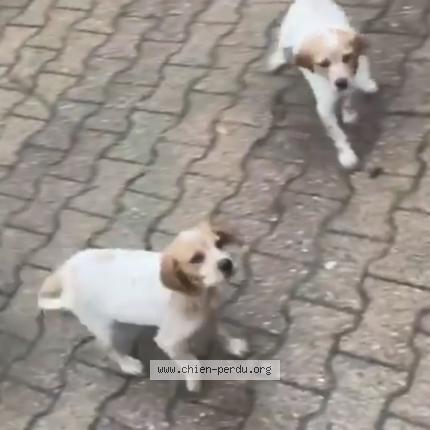 Photo 1/1 Chien retrouvé Perdu à Ales