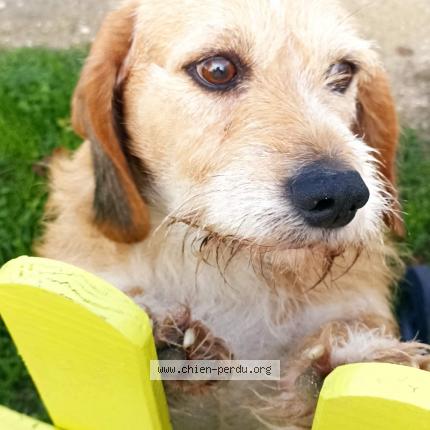 Photo de chien trouvé à Le Controis En Sologne