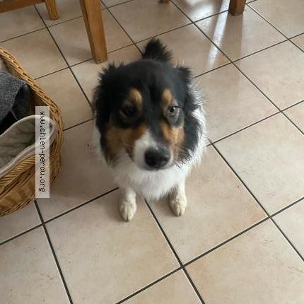 Photo de chien trouvé à Ville La Grand
