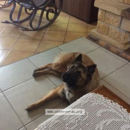 Photo de chien perdu à Thure