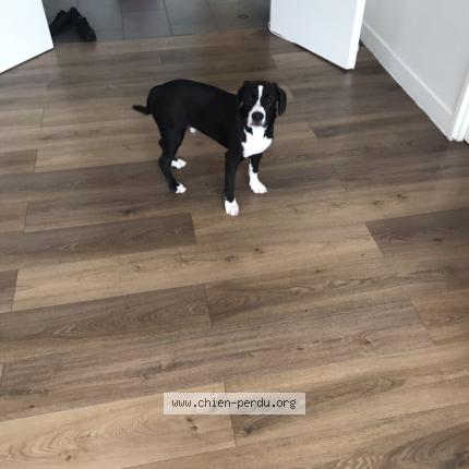 Photo 1/1 Chien retrouvé Perdu à Livry gargan