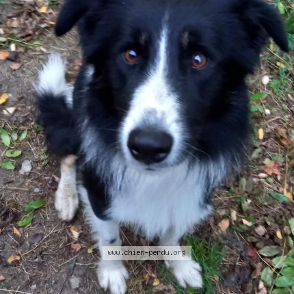 Photo de chien trouvé à Sauveterre De Rouergue