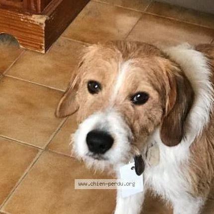 Photo de chien perdu à Etaules