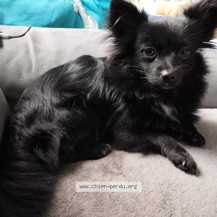 Photo 1/1 Chien retrouvé Perdu à Bagard