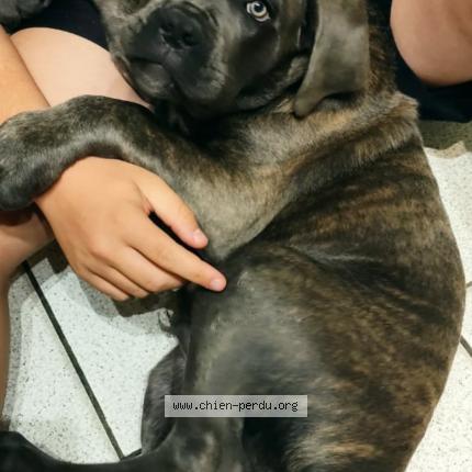 Photo de chien perdu à 22960 Pledran