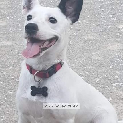 Photo de chien perdu à Le Boulou