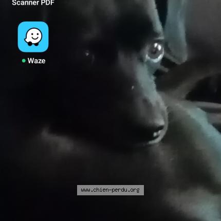 Photo de chien perdu à Monfort