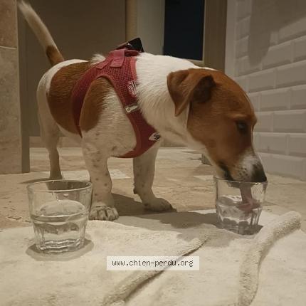 Photo de chien perdu à Nice