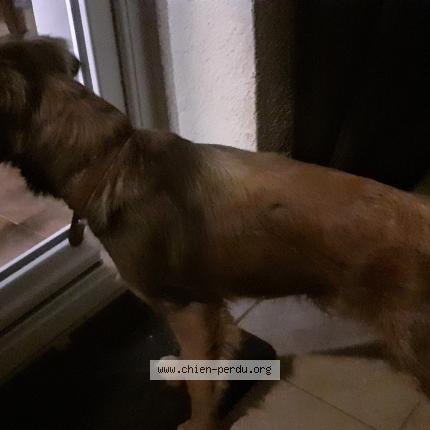 Photo de chien trouvé à Montagudet