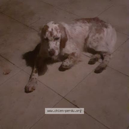 Photo de chien trouvé à Montagudet