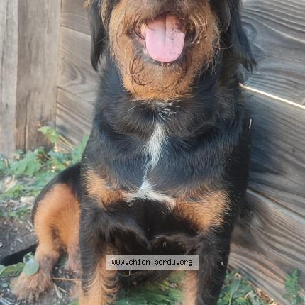 Photo de chien trouvé à Vitrolles
