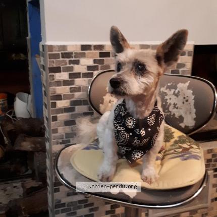 Photo de chien perdu à Montelimar