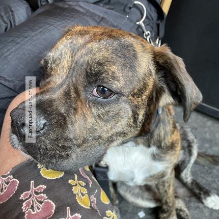 Photo de chien perdu à Paris