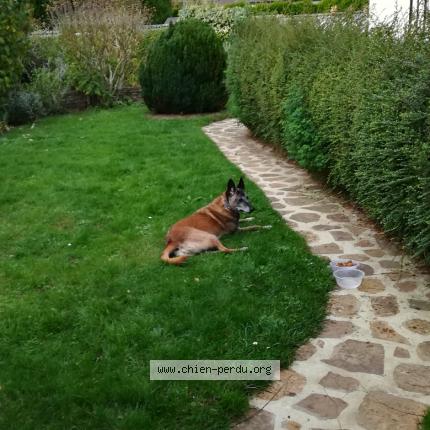 Photo 1/1 Chien retrouvé Perdu à Caen