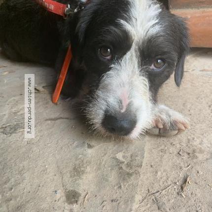 Photo 1/1 Chien retrouvé Trouvé à Avene