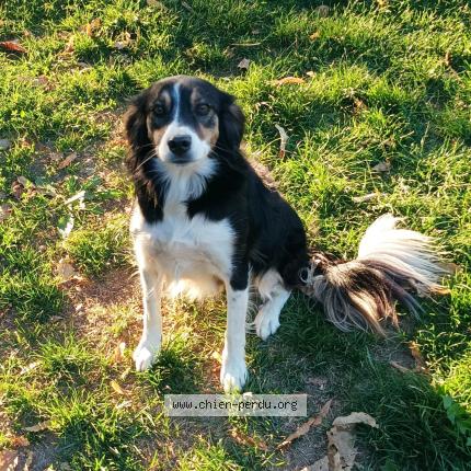 Photo 1/1 Chien retrouvé Perdu à Larajasse