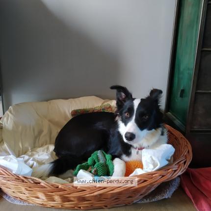 Photo de chien perdu à Cornimont