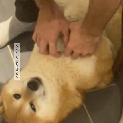 Photo 1/1 Chien retrouvé Perdu à Pouille