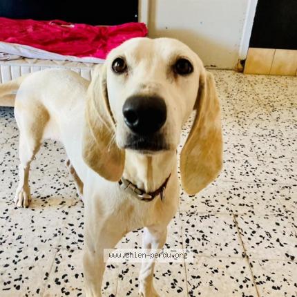 Photo de chien perdu à Roquefort La Bedoule