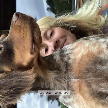 Photo de chien perdu à Pontenx Les Forges