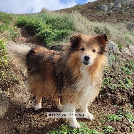 Photo de chien perdu à Chateaulin